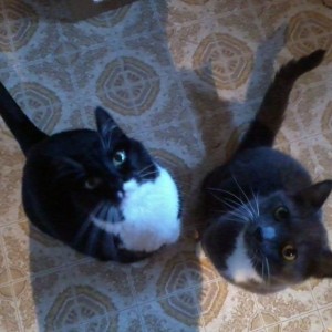 FEED US!