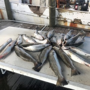Trout