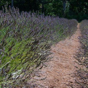 Lavender Vanishing Point