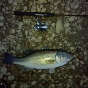 Decent bass out of the Toccoa river (usually just a trout stream...one of t