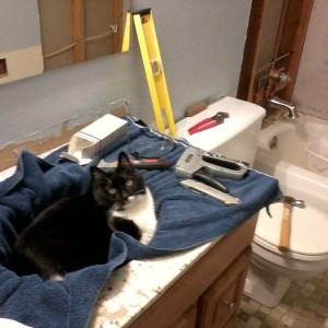 helpful cat is not helpful