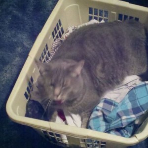 Told him to get out of my clothes basket.