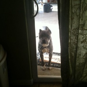 Nice doggy
