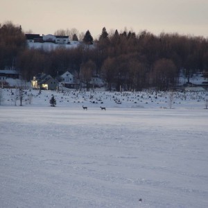 Dusk Deer
