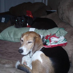 dexter and jax