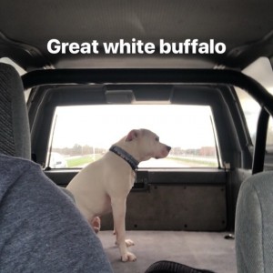 3/10/19 Great White Buffalo
