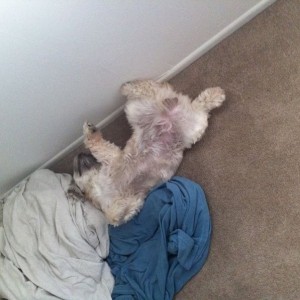 At least someone slept comfortable last night.