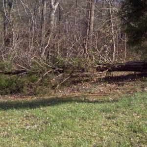 Bad storms last night. A big cedar tree in my back yard fell.