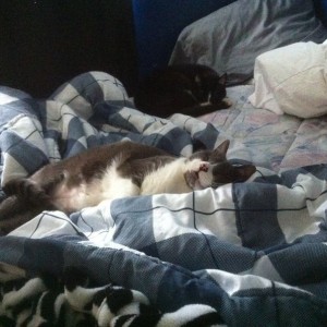 KITTEHZ!!!!!!1!1!1!1!1!1!1!!!!!!111!1!11!!1!