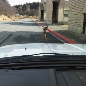 You know your job is boring when you've gotta resort to escorting deer