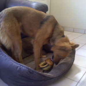 eating cow hoof.