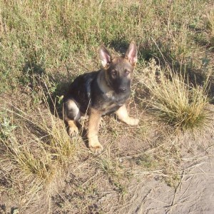 Me dog