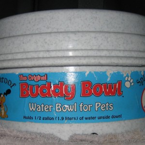 Dog water bowl: Buddy bowl
