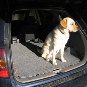 dog in back of Vibe