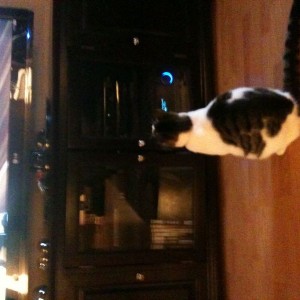 My cat just hanging out watching some tv.
