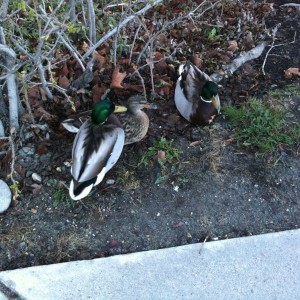 Silly ducks... I'm walkin here and there's not even any water clo