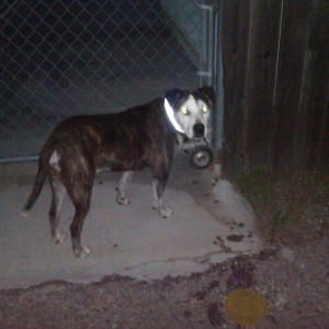 Random stray,playful,no tags. Can I keep him ma? :laugh: