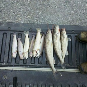 3 walleye 6 trout