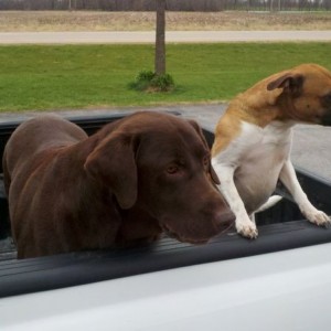 Found these dogs on a gavel road on the outskirts of coralville.