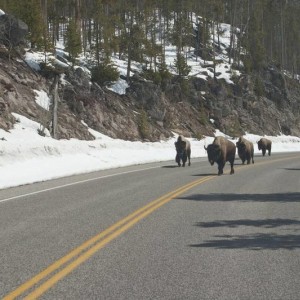 ynp_spring_5