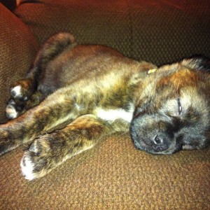 Pooped Leela