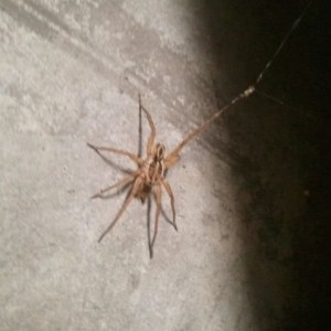 Wtf is this spider?