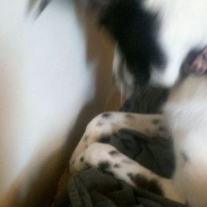 She dropped her bone down there