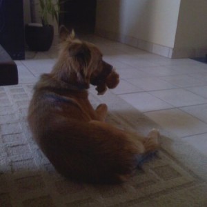 he really into that stuffed animal.