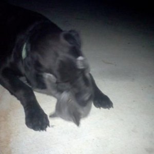 my dog goose loosing horribly to my sisters cat.