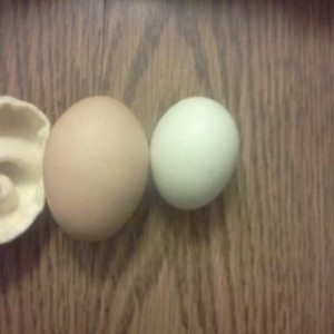 and two eggs i got today. the one on the right would sell in a store as a l
