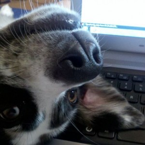 She isnt making it easy to work on my papers