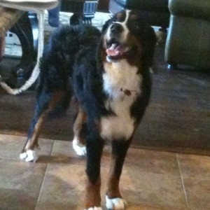 Meet Crosby, our new foster dog that is malnourished and was beaten