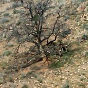 Mojave_run_9