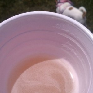 Beer and my wifes bitch ass dog LOL winning