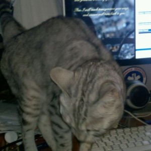 We just got a new cat. Its part leopard