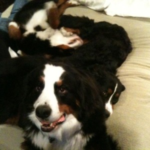 Ranger jasmine and the rescue dog Crosby horsing around. Crosby is in the m