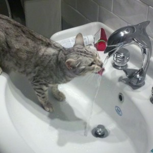 Our new cat likes playing in water