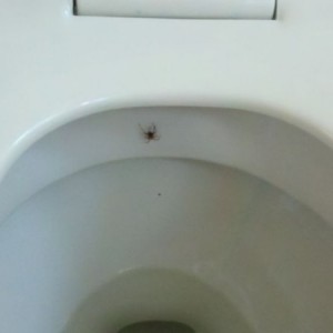 Was about to sit down on the crapper!!