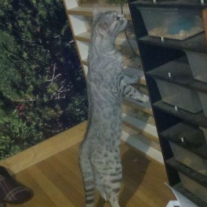 Cat found the snakes