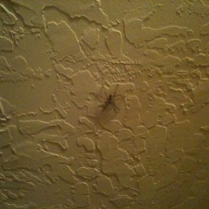 I hate spiders
