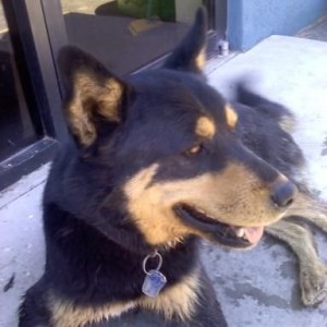Random shop dog. Bad ass markings.