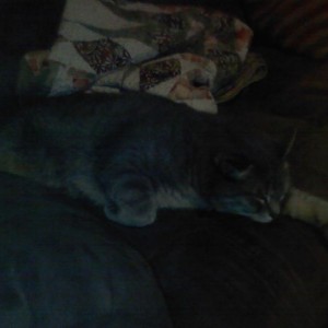 Alotta cat!