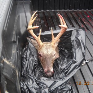 Buck_1