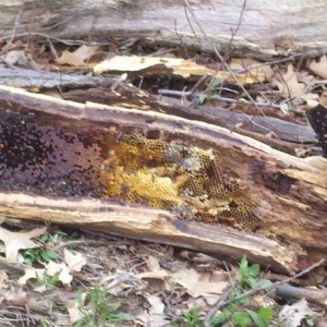 Fucking bees..