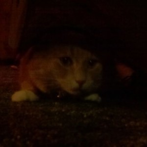 Ninja kitty