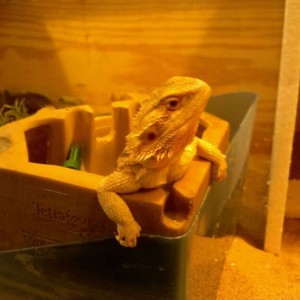 Cleaning the cage and water fountain, came back to find one of the bearded 