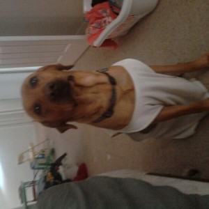 So dub t even the dog wears wife beaters