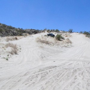 Ocotillo