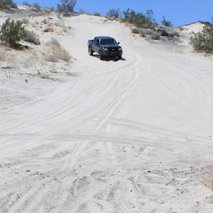 Ocotillo