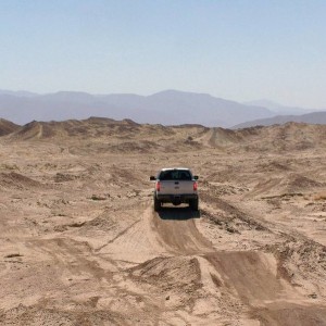 Ocotillo